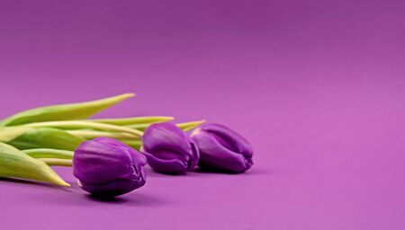 Purple tulips stock images. Purple tulips on a white background. Spring floral decoration. Spring...