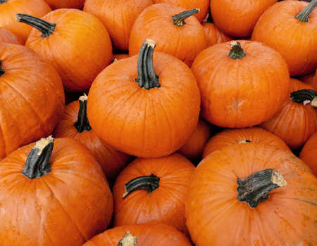 Pile of beautiful fresh orange pumpkins stock images. Pile of many pumpkins stock photo. Beautiful...