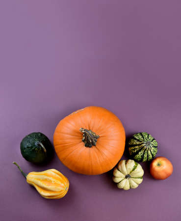 Different types of pumpkins and squash autumn still life top view stock images. Pile of pumpkins isolated on a brown background with copy space. Decorative pumpkins autumn still life frame stock photoの写真素材