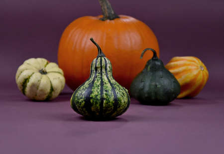 Different types of pumpkins and squash autumn still life stock images. Pile of pumpkins isolated on...