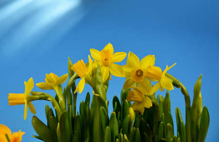 Yellow daffodils on a blue background stock images. Beautiful narcissus flower isolated on a blue...