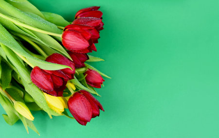 Beautiful red and yellow tulips isolated on a green background top view stock images. Fresh dewy...