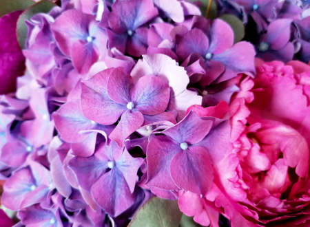 Beautiful bouquet of purple Hydrangea close-up stock images. Pink floral decoration with hydrangea...