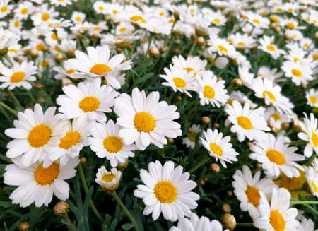 Beautiful daisy flower background close-up stock images. A group of white daisies flowers stock photo. Decorative garden daisy flower imagesの写真素材