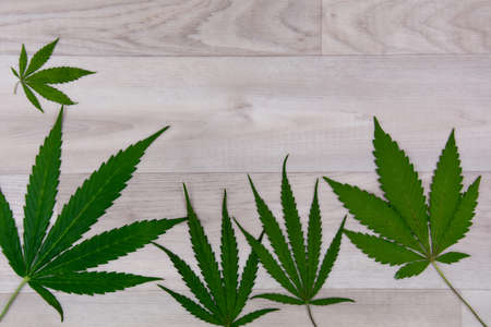 Cannabis leaves isolated on a wooden background top view stock images. Green marijuana cannabis leaves stock photo. Hemp leaves frame stock imagesの写真素材