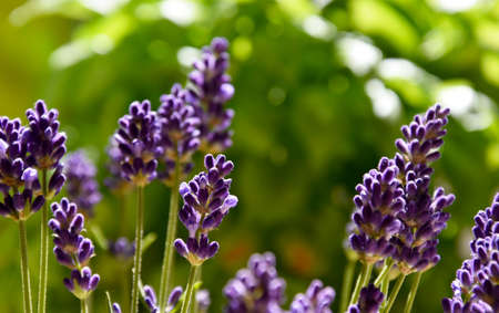 Beautiful fresh purple lavender plant detail stock images. Summer floral background. Flower bed with...