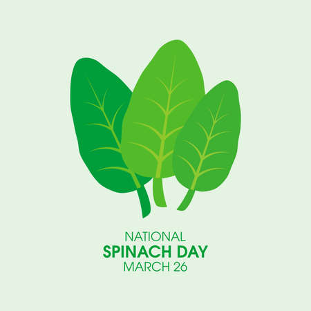 National Spinach Day vector. Bunch of fresh green spinach leaves vector. Spinach Day Poster, March 26. Important dayのイラスト素材