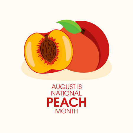 August is National Peach Month vector. Peach cut in half icon vector. Half and whole peach icon vector. Fresh peaches fruit drawing. Important dayのイラスト素材