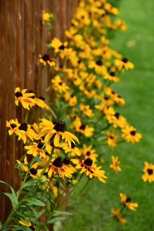 Beautiful yellow flower Rudbeckia and brown wooden fence stock images. Yellow Rudbeckia blooming summer flower vertical stock photo imagesの写真素材