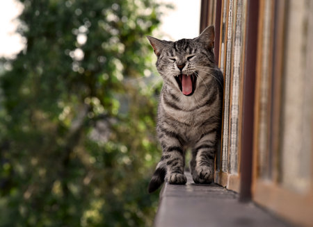Cute yawning cat on windowsill stock images. Brown tabby cat on a summer day horizontal stock photo imagesの写真素材