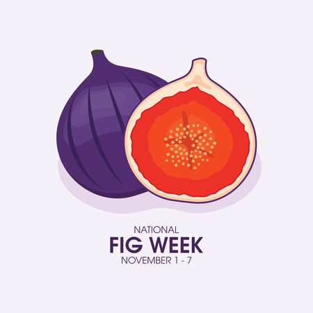 National Fig Week vector. Whole and halved fresh figs icon vector. Fig fruit drawing. November 1st through the 7th. Important dayのイラスト素材