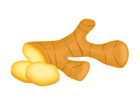 Fresh ginger root whole and sliced icon vector. Ginger root icon vector isolated on a white background. Healthy spice plant drawingのイラスト素材