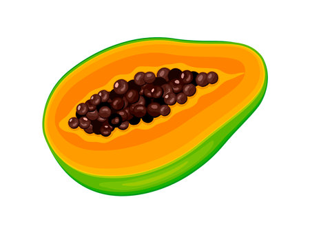 Half cut fresh raw papaya fruit vector illustration. Halved papaya fruit icon vector isolated on a white background. Tropical fruit drawing. Ripe orange papaya symbol vectorのイラスト素材