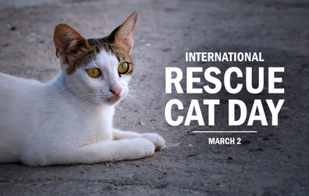 International Rescue Cat Day poster stock photo images. Feral cat on the street photo. Template for...