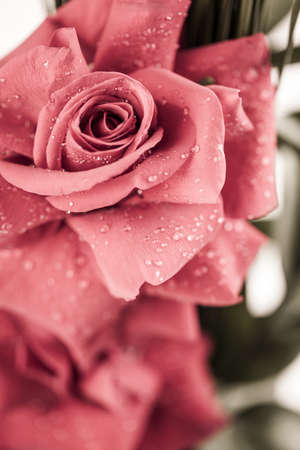 close-up of a rose with water drops.の写真素材