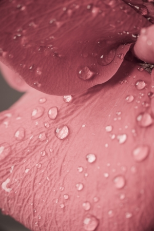 close up of water drops on a rose petal.の写真素材