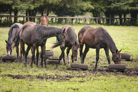 Horses in an open grass fieldの写真素材