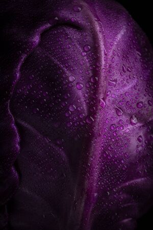 Purple cabbage with water drops lit on a black backgroundの写真素材