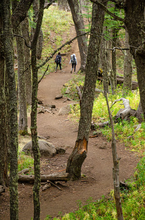 Hikers on a trail in the woods. Hiking in the forest.の写真素材