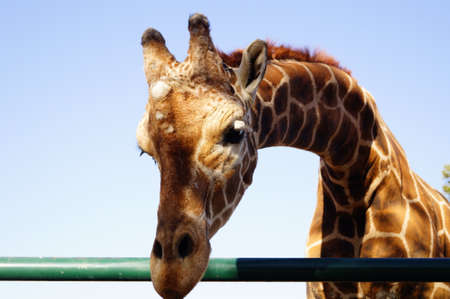 portrait of a giraffeの写真素材