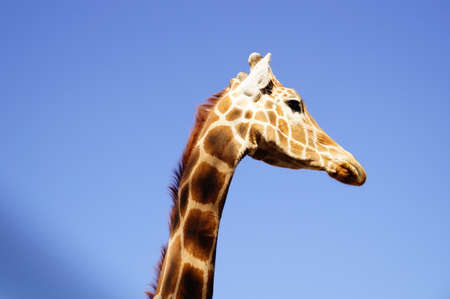 giraffe on the skyの写真素材
