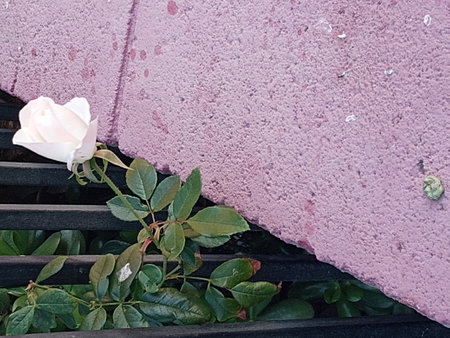 White rose over a pink curb.の写真素材
