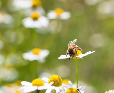 honey bee on camomile flowerの写真素材