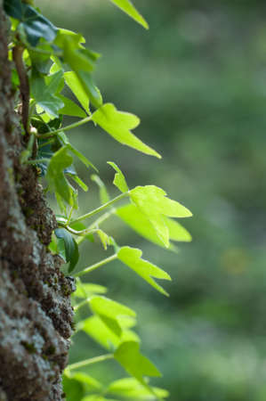 ivy on trunkの写真素材