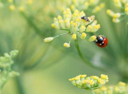ladybird on fennel flowerの写真素材