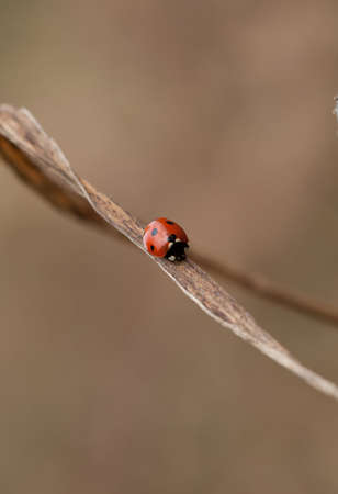 ladybug on dry blade of grassの写真素材
