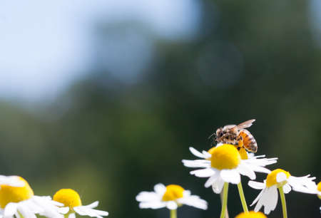 Honey bee on camomile flowerの写真素材