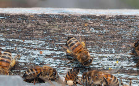 bees come home