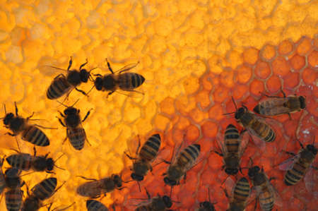 Honeybees on frame with different colors of honey