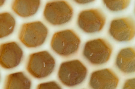 cells with honeybees larvaeの写真素材