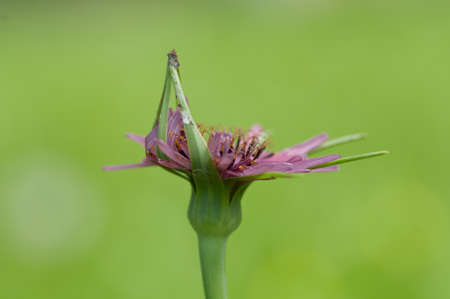flower of Tragopogon pratensis on natural backgroundの写真素材