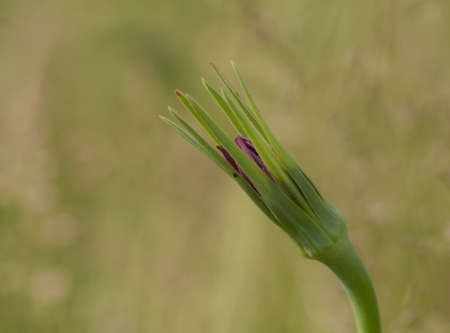 flower of Tragopogon pratensis on natural backgroundの写真素材