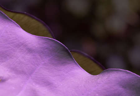 purple leaf section on black background