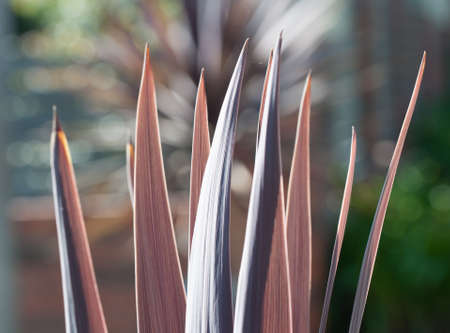 close-up of cactus leavesの写真素材