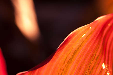red leave closeup on black background