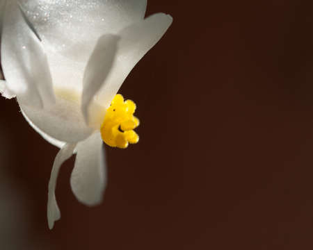 white begonia flower on a black backgroundの写真素材