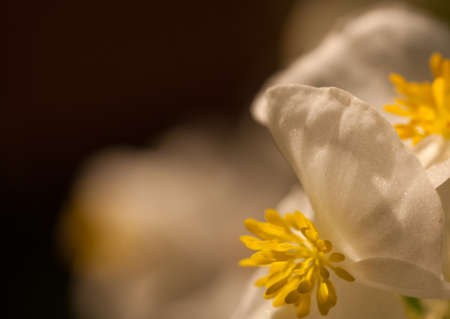 white begonia flower on a black backgroundの写真素材
