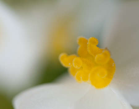 white begonia flowerの写真素材