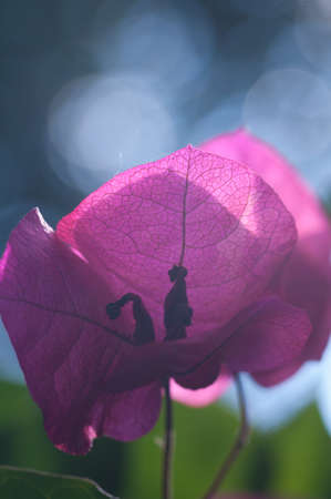 bougainvillea flower on natural backgroundの写真素材