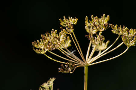 Fennel seeds on a black background