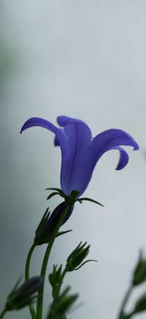 purple bellflowerの写真素材