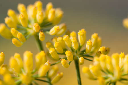 close up of fennel flower on natural backgroundの写真素材