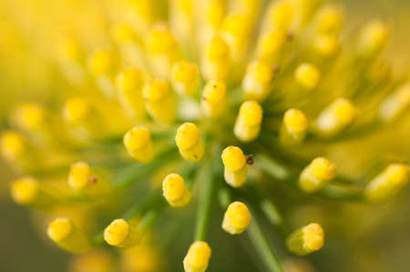 closeup of fennel flowerの写真素材