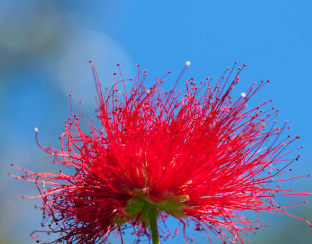 Metrosideros red flower on natural backgroundの写真素材