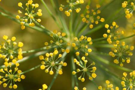 closeup of Fenne flowerの写真素材