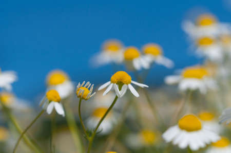 camomile fieldの写真素材